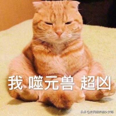 小猫咪腹水症状四大体征表现(怎么判断猫得了猫腹水症状)