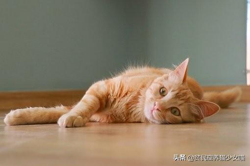 小猫咪腹水症状四大体征表现(怎么判断猫得了猫腹水症状)