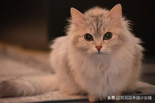 小猫咪腹水症状四大体征表现(怎么判断猫得了猫腹水症状)