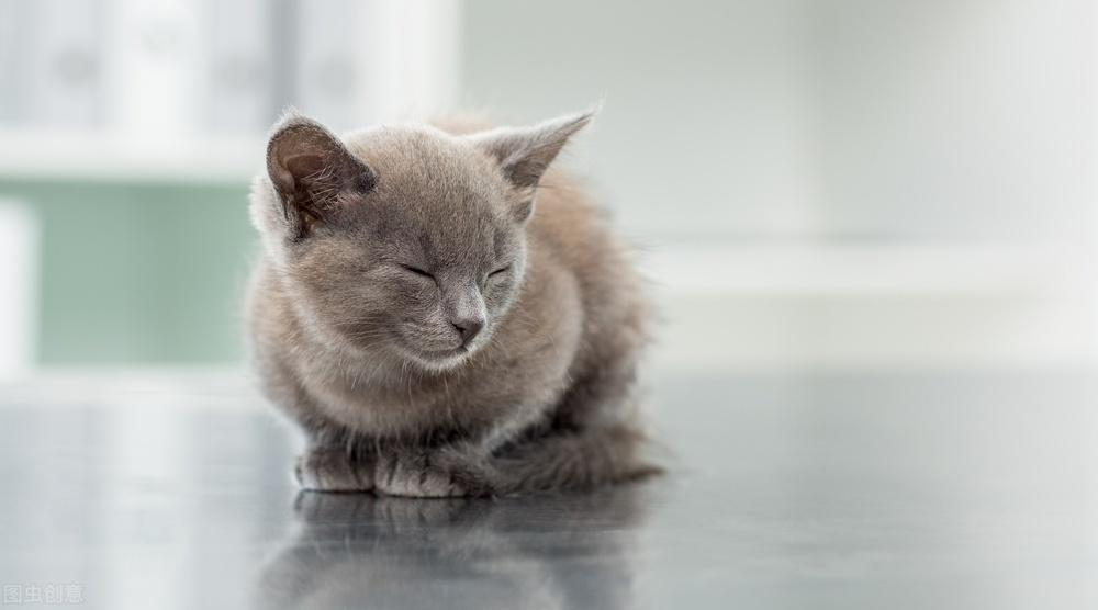 好端端的猫一直在家怎么会突然猫瘟(如何判断小猫咪是否得了猫瘟)