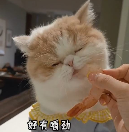 猫吃鸡蛋黄的好处和坏处有哪些（猫最爱吃的食物排行表）