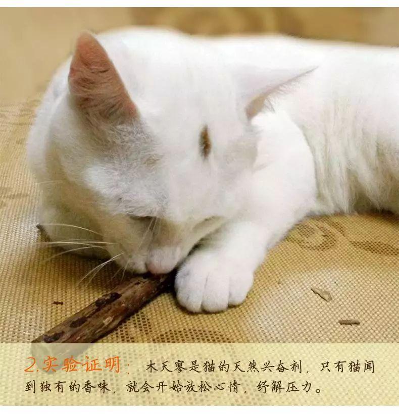 木天蓼对猫咪的害处有哪些（木天蓼可以一直让猫玩吗）