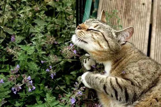 木天蓼对猫咪的害处有哪些（木天蓼可以一直让猫玩吗）