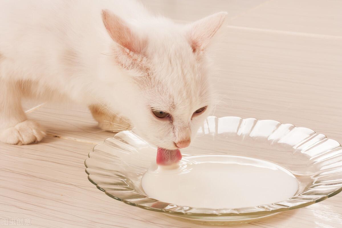 猫呕吐黄水泡沫粘液吃什么药管用（小猫呕吐黄水泡沫粘液是怎么回事）