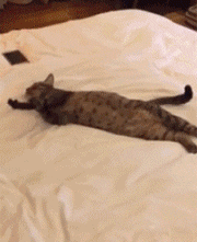 猫咪上完猫砂爬床不脏吗怎么办(猫咪躺床上睡觉脏不脏)