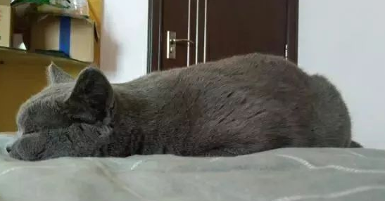 猫咪上完猫砂爬床不脏吗怎么办(猫咪躺床上睡觉脏不脏)
