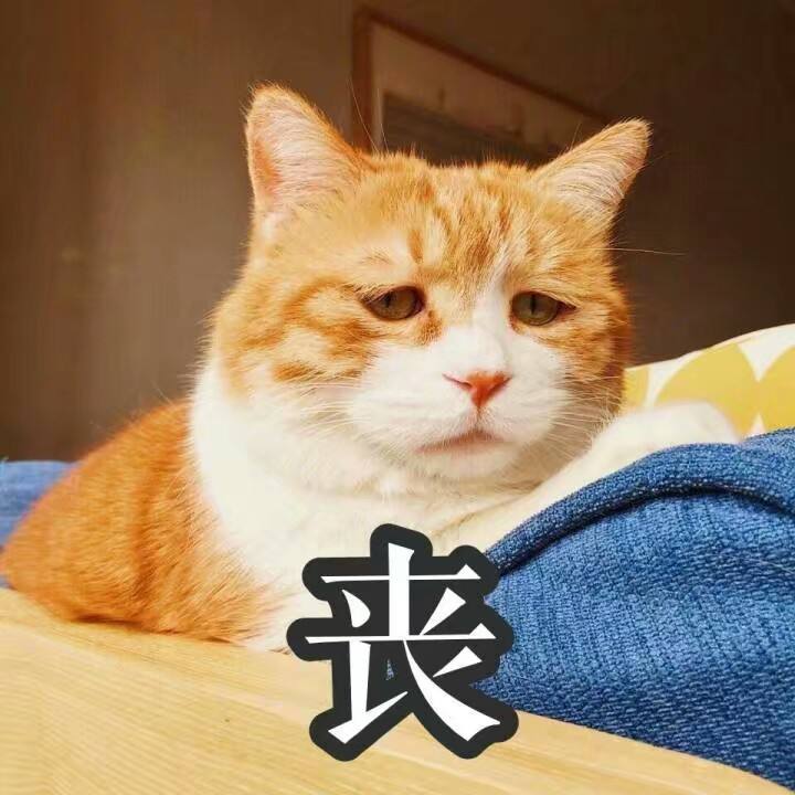 为什么橘猫千万不能养（不建议穷人养的5种猫）