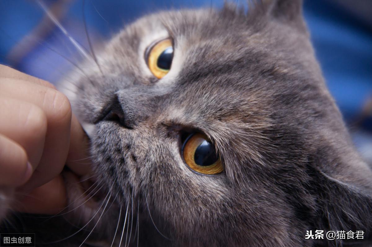 小猫太调皮该怎么管教我要崩溃了（猫咪太皮了如何让它安静）