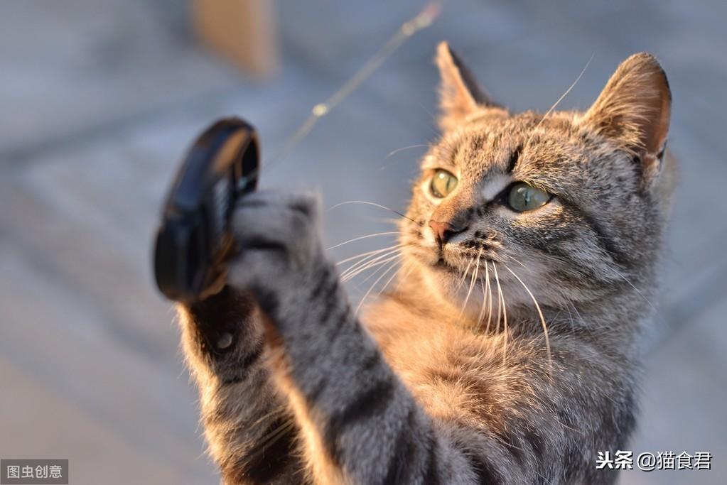 小猫太调皮该怎么管教我要崩溃了（猫咪太皮了如何让它安静）