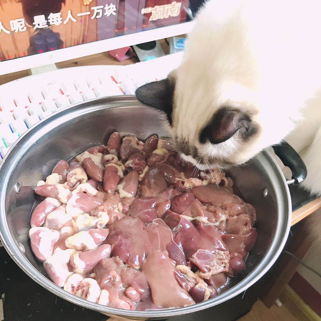 生的三文鱼边角料怎么喂猫（养猫熟自制和生骨肉对比）