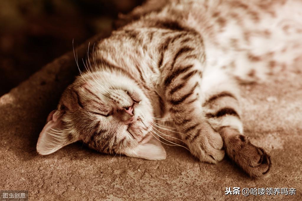 为什么养很久的猫越养越不亲人（为什么猫越养越不听话）