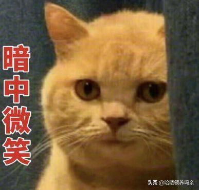 为什么养很久的猫越养越不亲人（为什么猫越养越不听话）