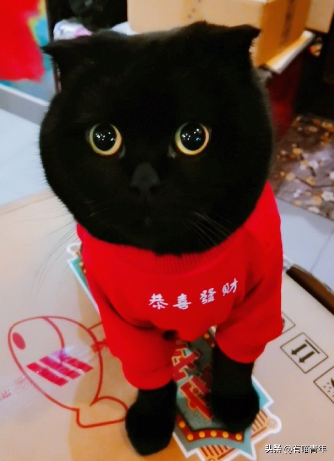 金边吊兰对猫有毒吗（养猫家庭不适合养的植物）