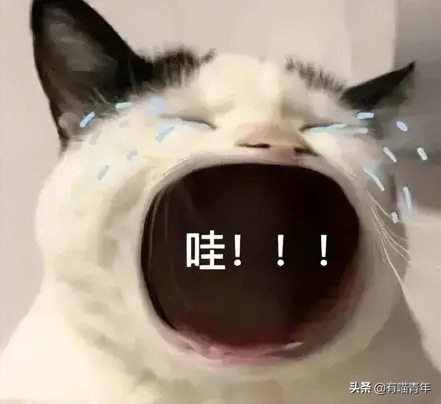 金边吊兰对猫有毒吗（养猫家庭不适合养的植物）