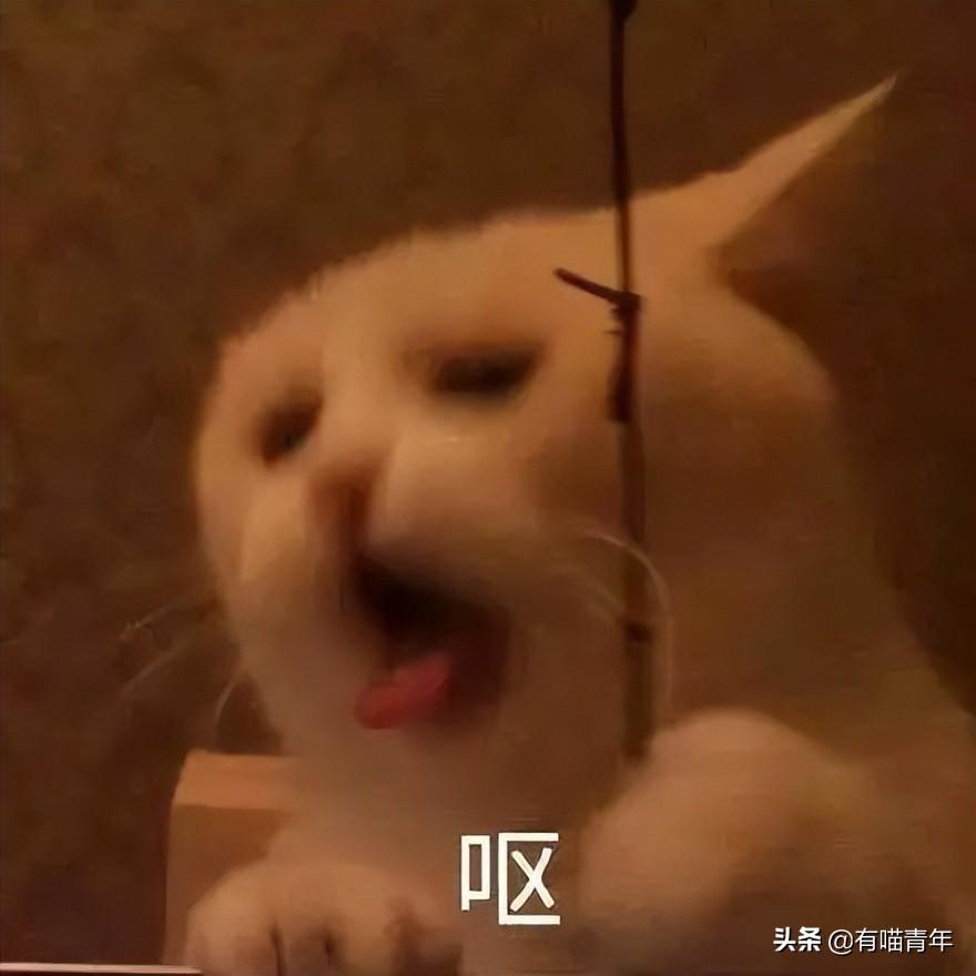 金边吊兰对猫有毒吗（养猫家庭不适合养的植物）