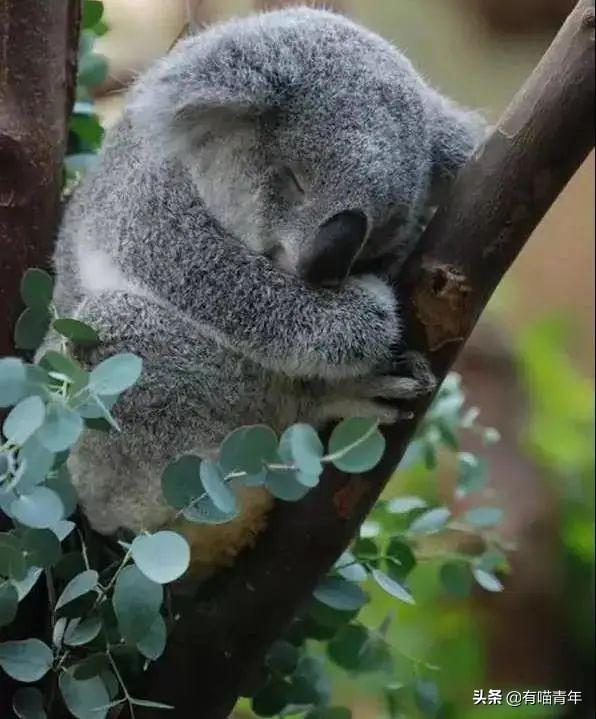 金边吊兰对猫有毒吗（养猫家庭不适合养的植物）