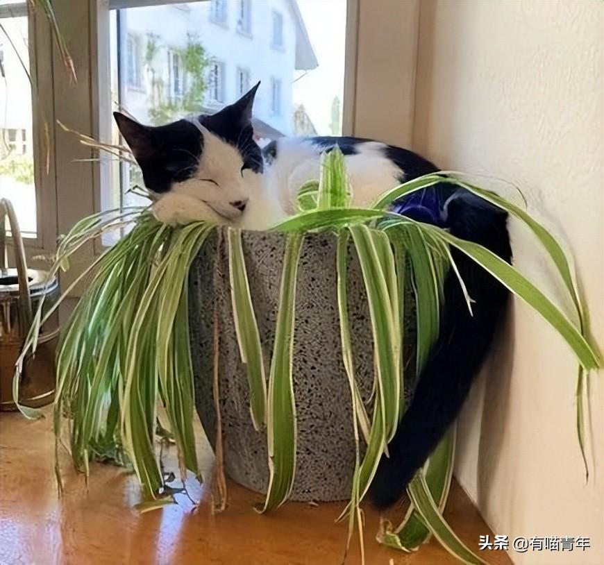 金边吊兰对猫有毒吗（养猫家庭不适合养的植物）