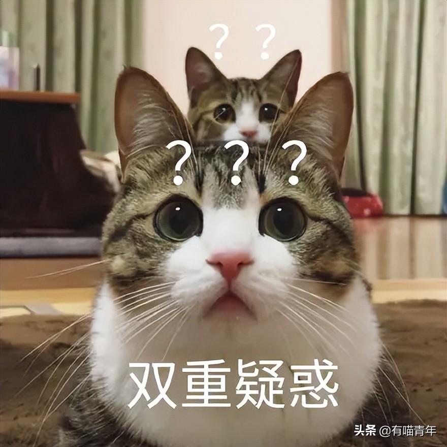 金边吊兰对猫有毒吗（养猫家庭不适合养的植物）