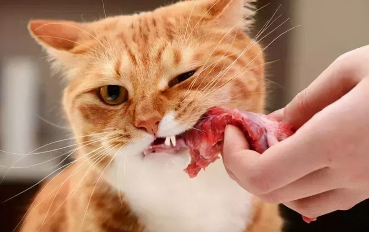 猫咪可以吃生肉吗会有什么后果（两个月的猫咪吃这些食物的利弊）
