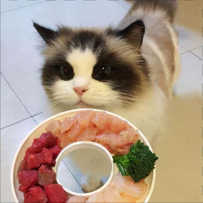 猫咪可以吃生肉吗会有什么后果（两个月的猫咪吃这些食物的利弊）
