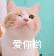 猫的汗腺在哪里分布（狸花猫认主人的表现有哪些）