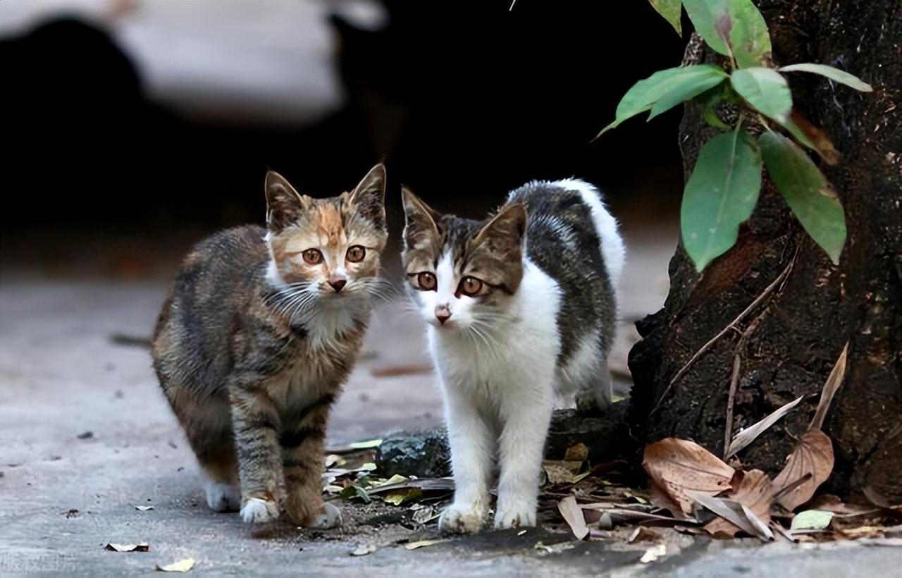 家养的土猫有必要吃猫粮吗（为什么农村养猫没有那么多事）