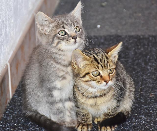 5元的小猫在哪买便宜好养（在哪里能买到便宜的小猫崽）