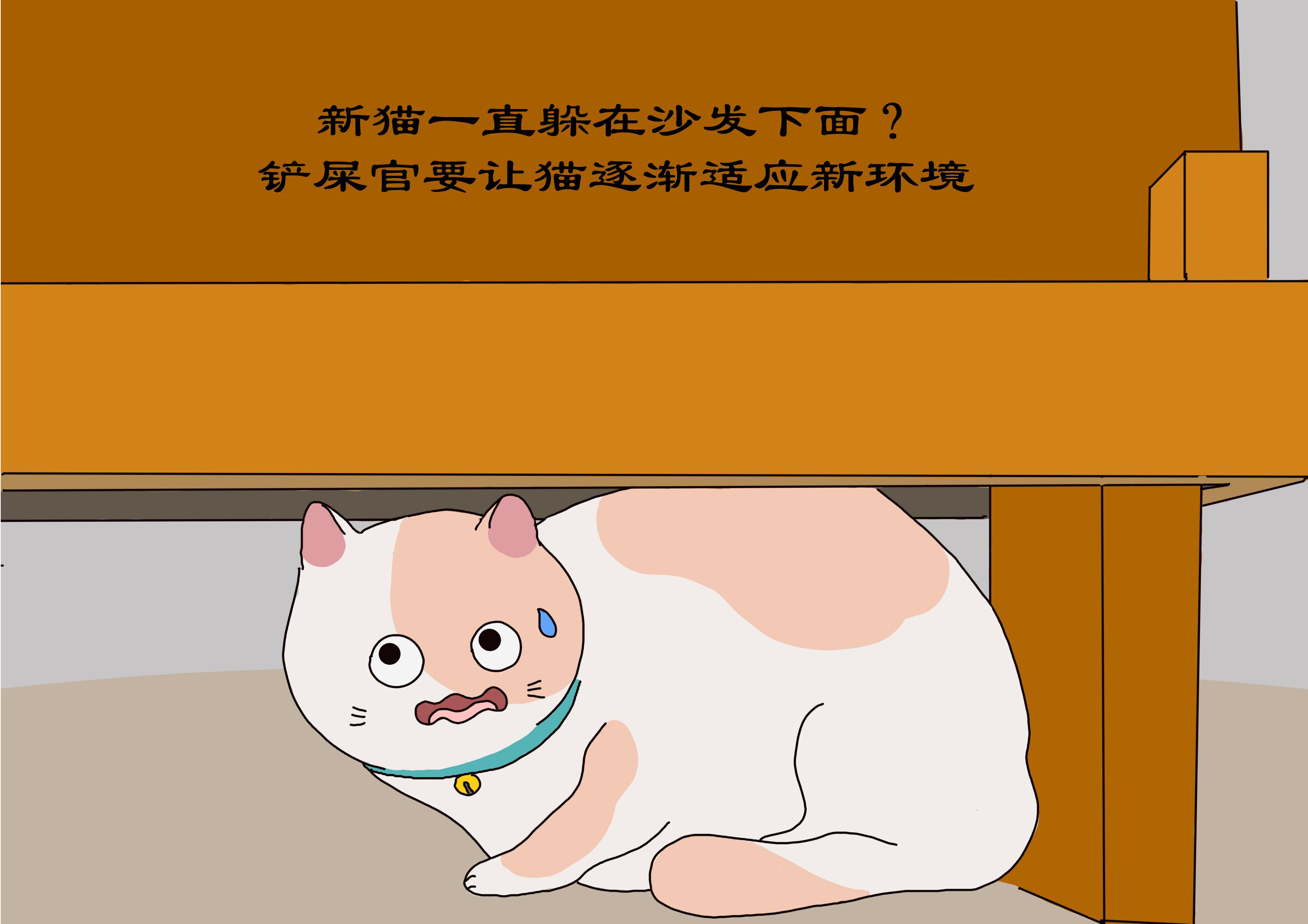 猫换了新环境多久能适应环境生活（2个月的猫换了新环境怎么让他适应）