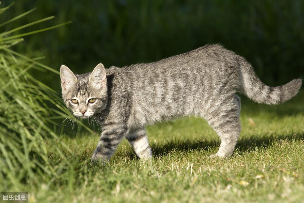 猫换了新环境多久能适应环境生活（2个月的猫换了新环境怎么让他适应）