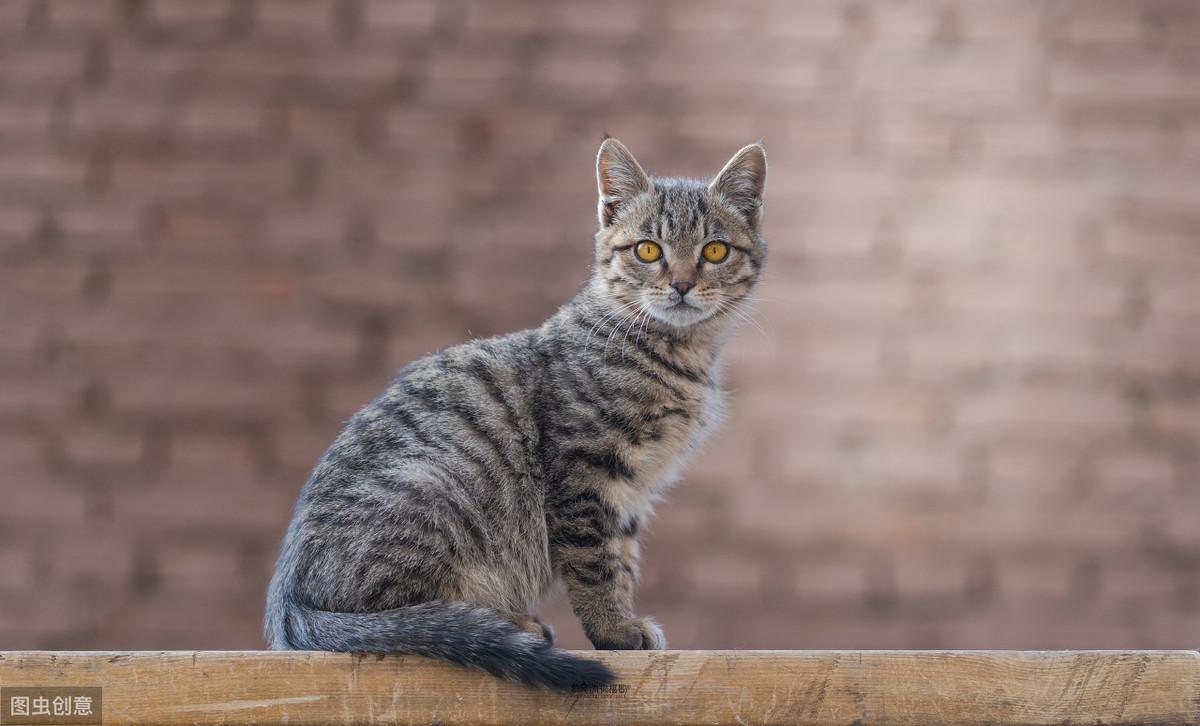 猫换了新环境多久能适应环境生活（2个月的猫换了新环境怎么让他适应）