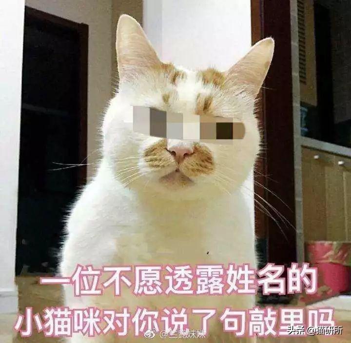 一生气把猫打了个半死怎么办（猫咪被打了以后生气了怎么哄）