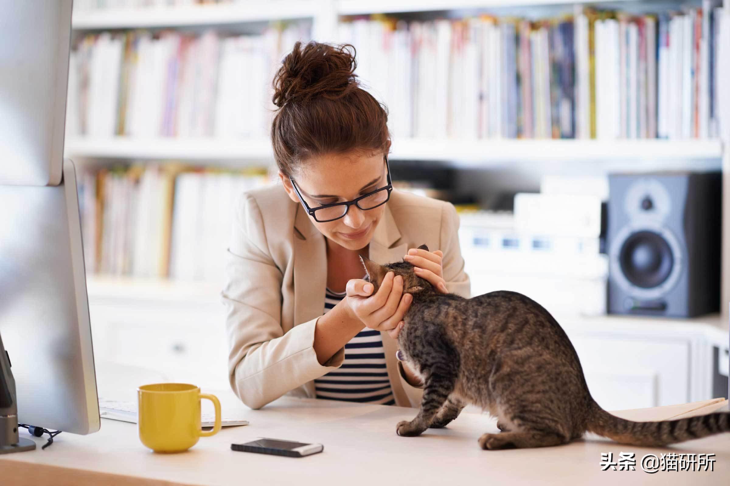 一生气把猫打了个半死怎么办（猫咪被打了以后生气了怎么哄）