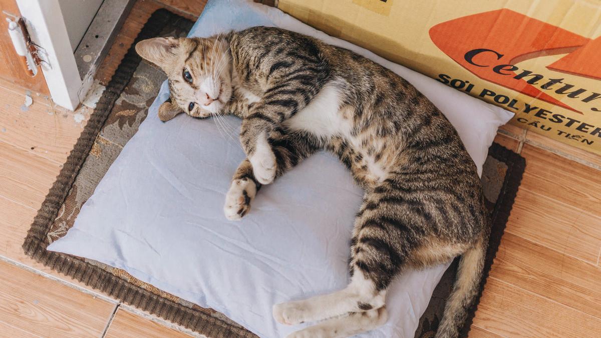 宠物猫需要打狂犬疫苗吗（为什么不建议家养的猫打狂犬疫苗）