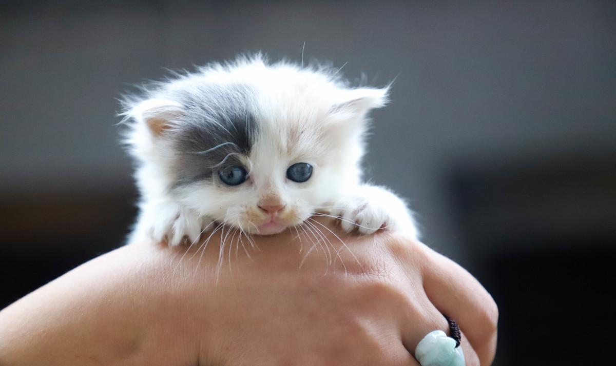 宠物猫需要打狂犬疫苗吗（为什么不建议家养的猫打狂犬疫苗）