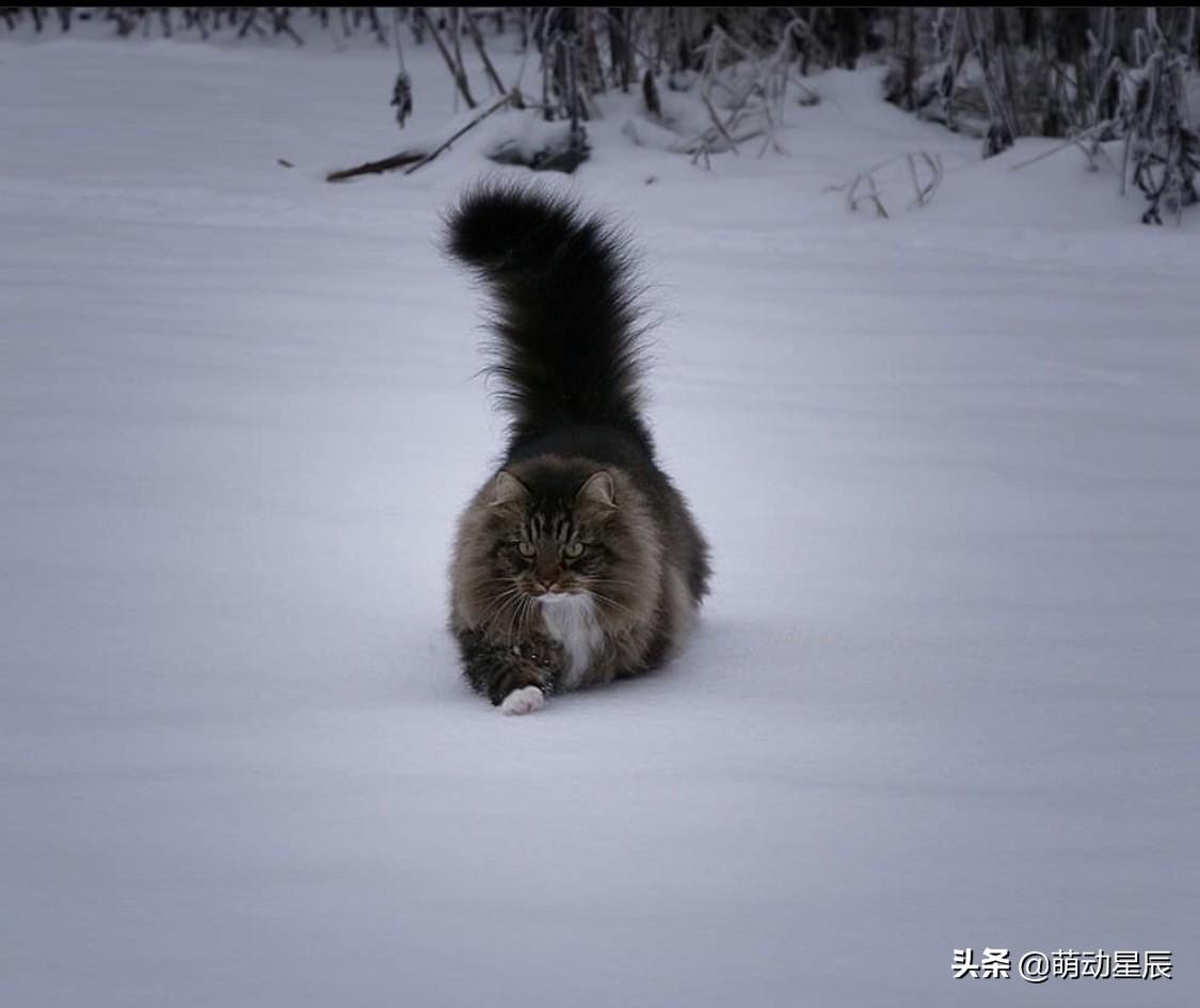 怎么辨别橘猫和土猫的区别（橘猫算土猫还是宠物猫）