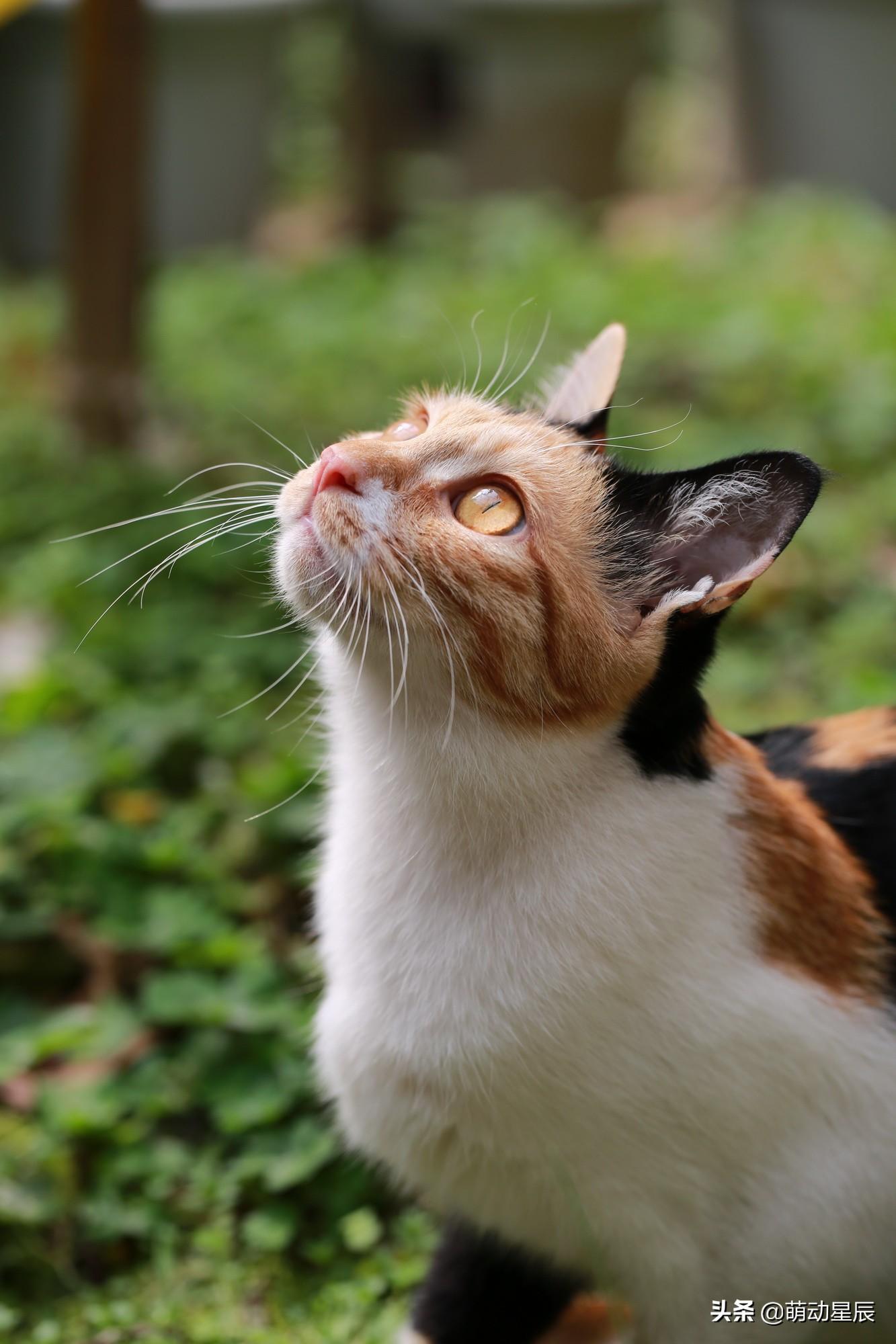 怎么辨别橘猫和土猫的区别（橘猫算土猫还是宠物猫）