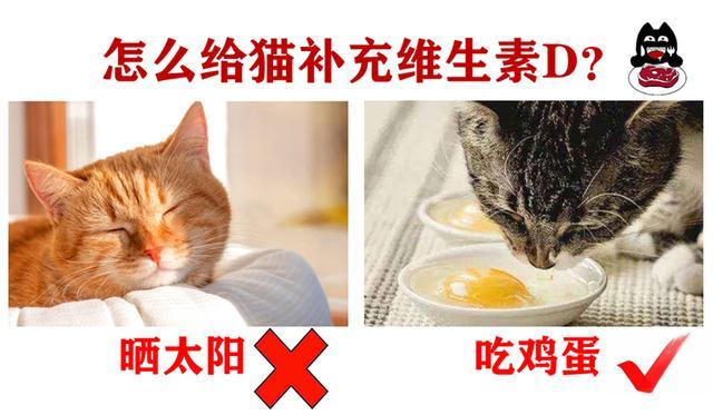 猫吃蛋黄还是蛋白好(猫一般一次吃多少个蛋黄合适)