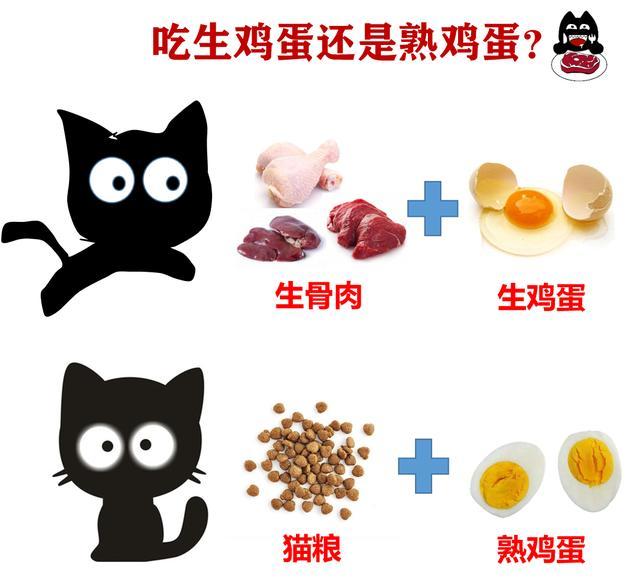 猫吃蛋黄还是蛋白好(猫一般一次吃多少个蛋黄合适)