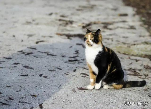 自家猫咪跑丢了还能找到家吗(宠物猫跑丢了自己能回来吗)