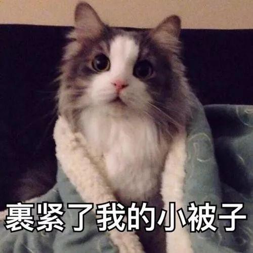 幼猫晚上16度会不会冷得发抖,猫咪一般多少度觉得冷