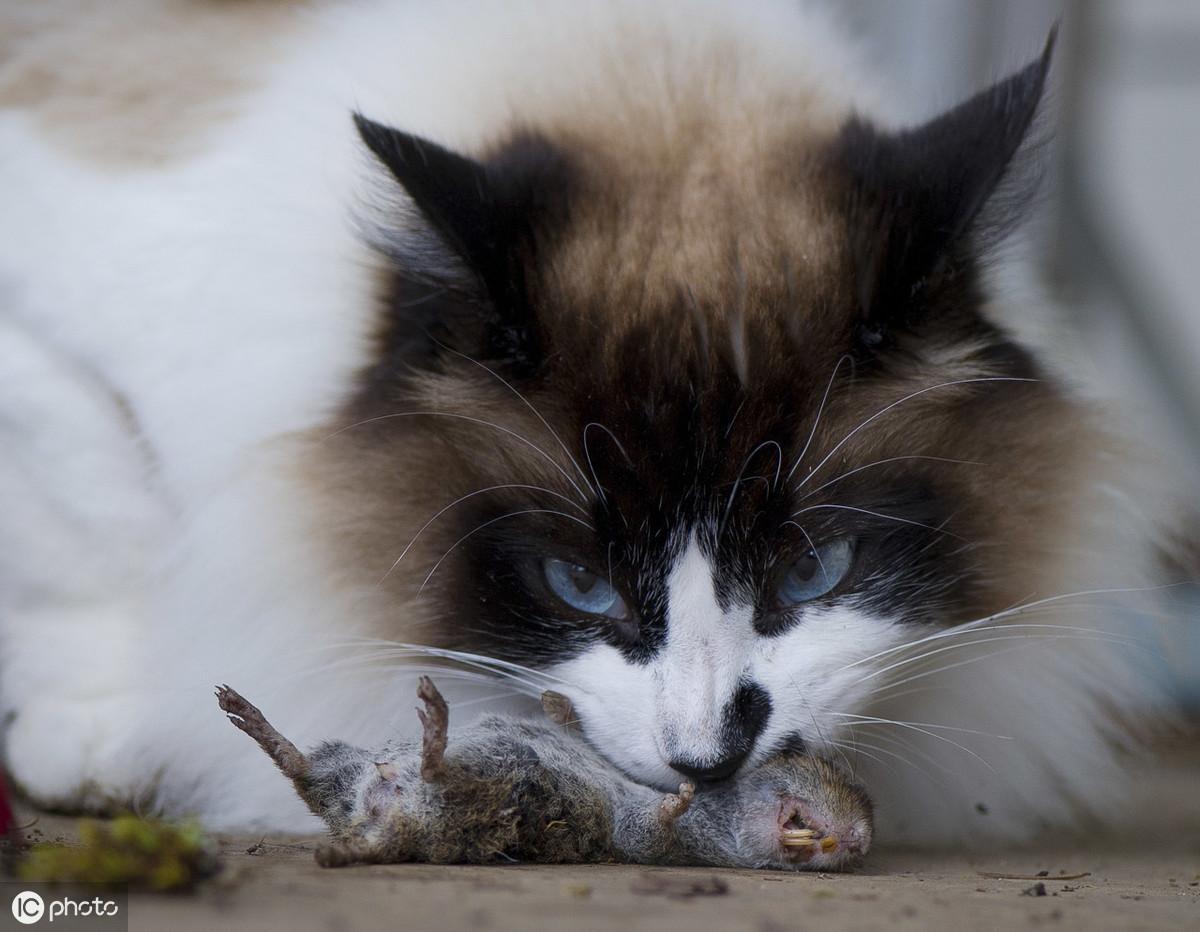 小花猫爱吃什么食物和水果(布偶猫最爱吃的5种食物有哪些)