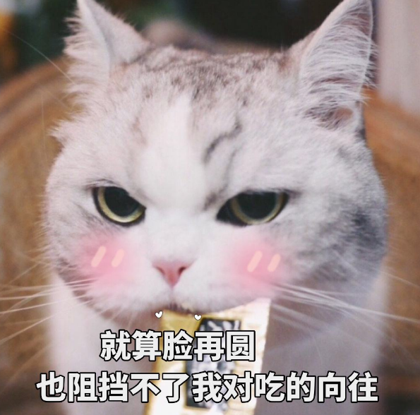 三四岁的猫相当于人的多少岁(猫的寿命与人类寿命对照表)