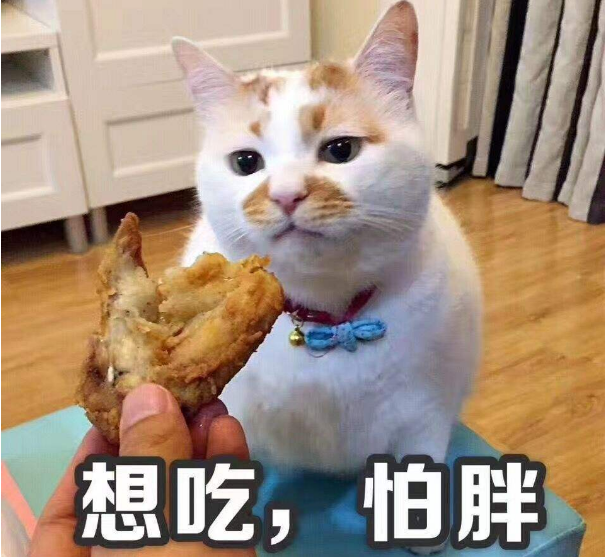 三四岁的猫相当于人的多少岁(猫的寿命与人类寿命对照表)