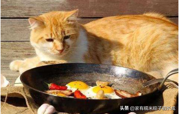 蓝猫最爱吃的10种食物是什么(蓝猫可以吃什么自家食物)