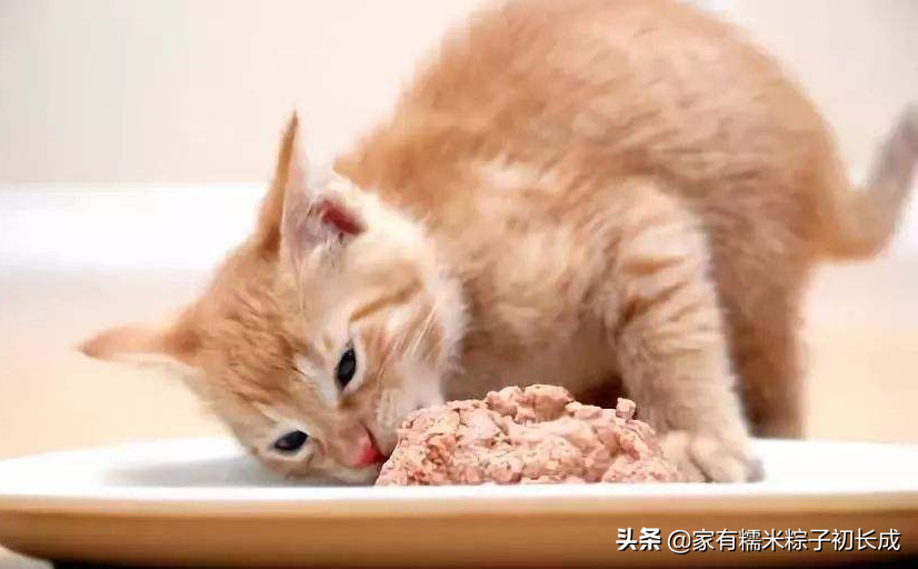 蓝猫最爱吃的10种食物是什么(蓝猫可以吃什么自家食物)