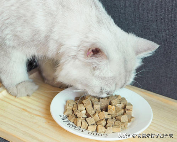 蓝猫最爱吃的10种食物是什么(蓝猫可以吃什么自家食物)