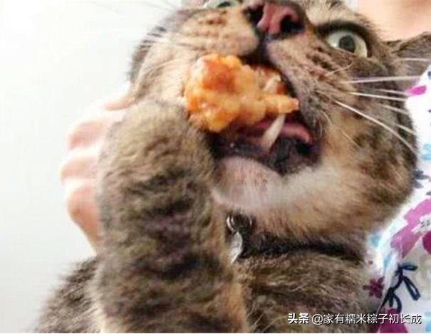 蓝猫最爱吃的10种食物是什么(蓝猫可以吃什么自家食物)