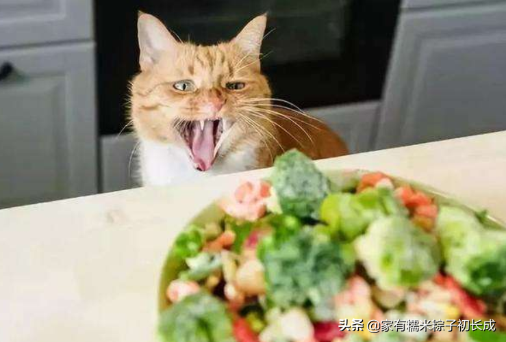 蓝猫最爱吃的10种食物是什么(蓝猫可以吃什么自家食物)