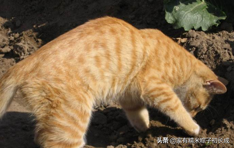 蓝猫最爱吃的10种食物是什么(蓝猫可以吃什么自家食物)