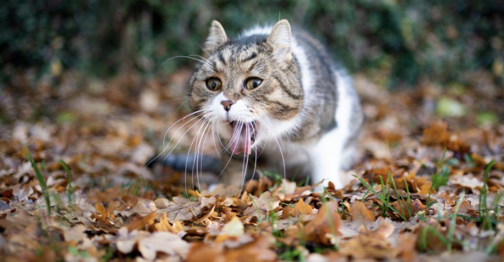 猫呕吐不吃饭能自愈吗怎么办(猫瘟吐和正常吐的区别)